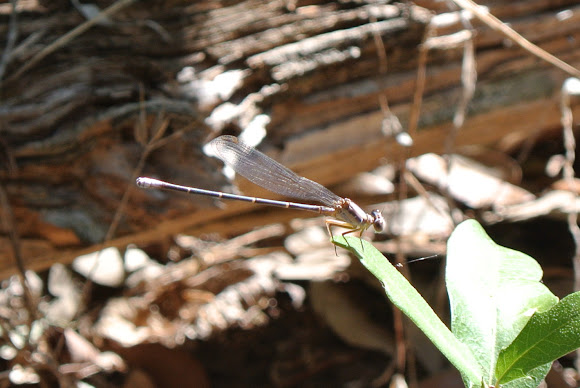 Spotting Image 1