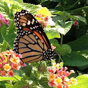 Monarch Butterfly