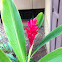 Red Ginger