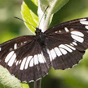 Hungarian Glider (Schwarzer Trauerfalter)