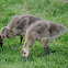 Canadian Goose