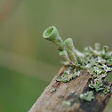 Cup Lichen