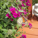Monarch Butterfly