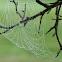 spider web