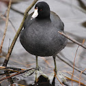 American Coot