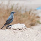 Blue Rock Thrush