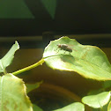 Fly