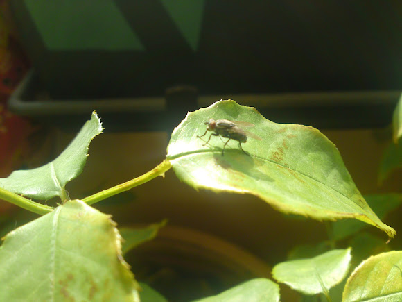 Spotting Image 1