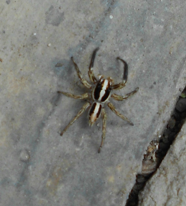 Plexippus paykulli