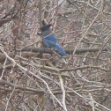 Steller Jay