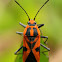 Darth Maul Bug