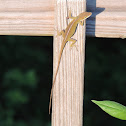 Carolina Anole