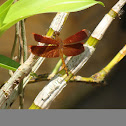 Neurothemis Dragonfly