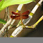 Neurothemis Dragonfly