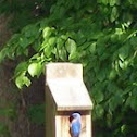 Bluebird