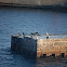 Great Cormorant