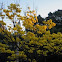 Ipê amarelo