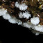 Ceratiomyxa fruticulosa