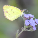 Little Yellow Sulphur Butterfly