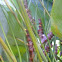 Calathea Lutea