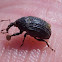 Milkweed Stem Weevil