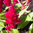 Celosia