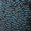 Fan Coral