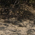 White-tailed Antelope Squirrel