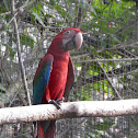 Red and green macaw
