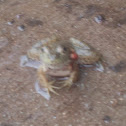 American Toad