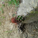 cactus espinas negras
