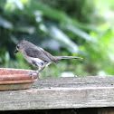 Tufted Titmouse