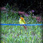 Green Bee-eater
