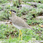 Yellow Wattled Lapwing