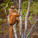 Sumatran Surili / Mitered Leaf Monkey