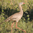 Red-Legged Seriema/Siriema
