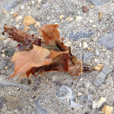 Bagworm