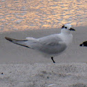 Sandwich Tern