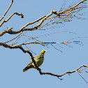 African Green Pigeon