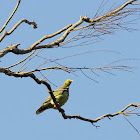 African Green Pigeon