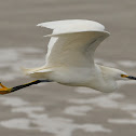 snowy egret