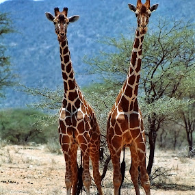 Mirror Image by Martin Thomas - Wildlife Mammals