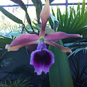 Laelia