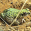 Green Toad