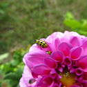 Spotted Cucumber Beetle