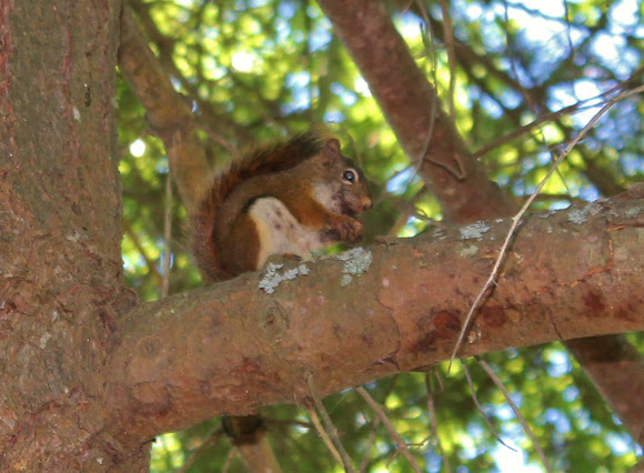 Spotting Image 1