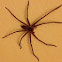 Wolf Spider