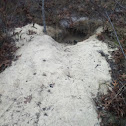 Gopher tortoise burrow