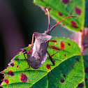 Coreus marginatus