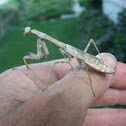 Carolina Mantis